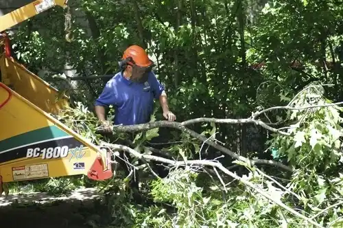 tree services Howland Center